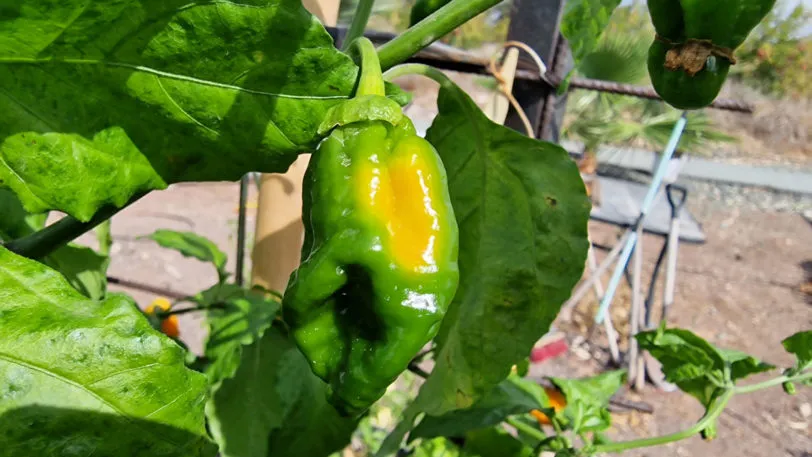 BBG Naga Yellow Chilli Seeds - Image 9