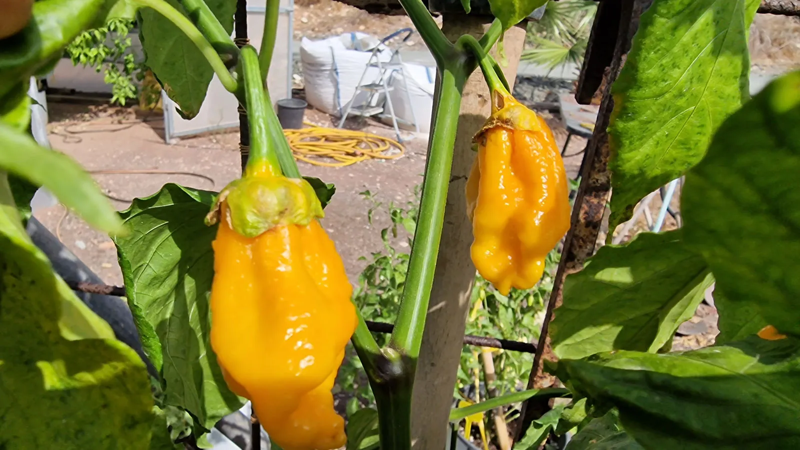 BBG Naga Yellow Chilli Seeds - Image 7