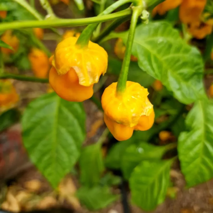 BBG Naga Yellow Chilli Seeds - Image 4