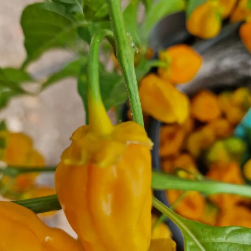 BBG Naga Yellow Chilli Seeds - Image 13
