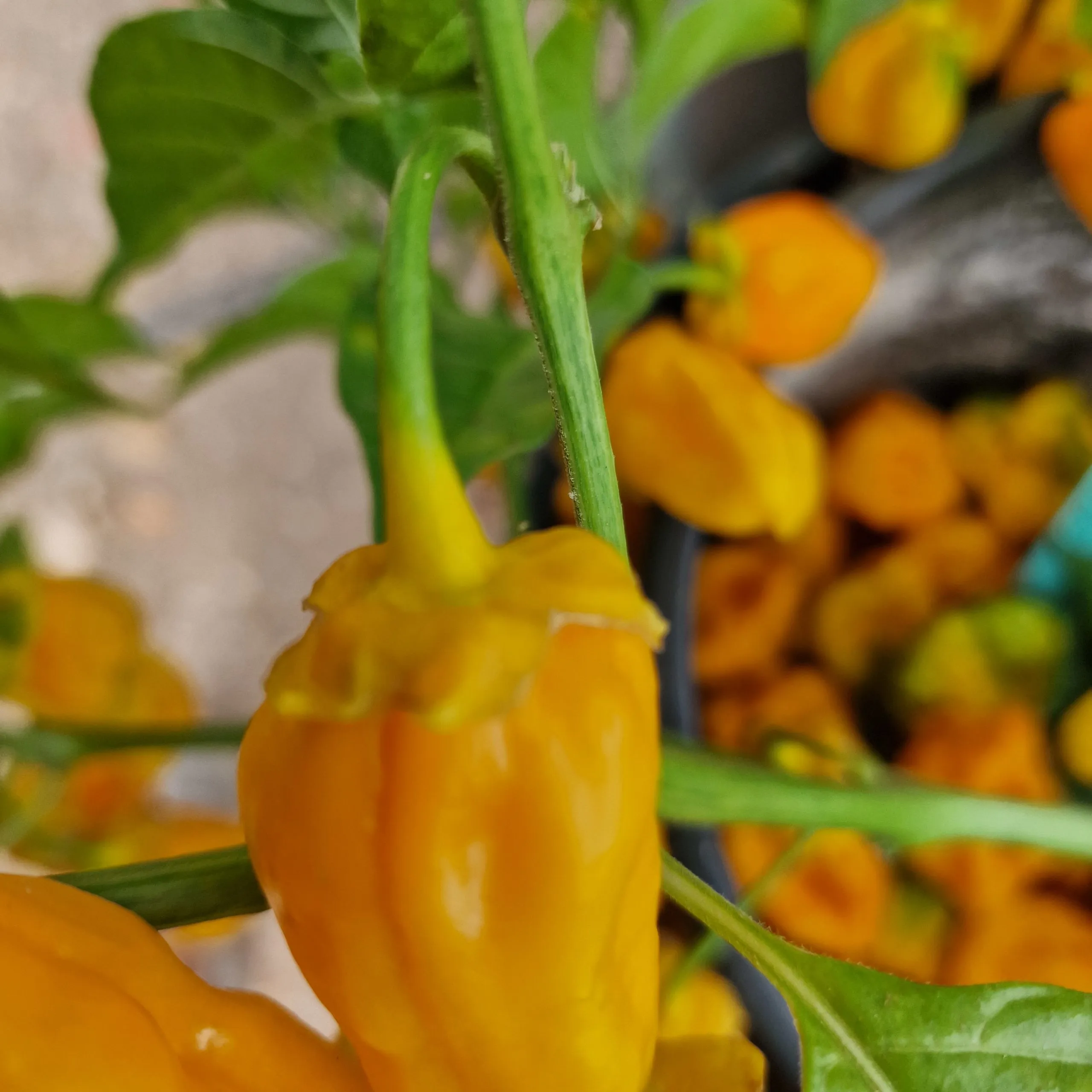 BBG Naga Yellow Chilli Seeds - Image 13