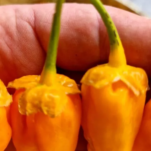 BBG Naga Yellow Chilli Seeds