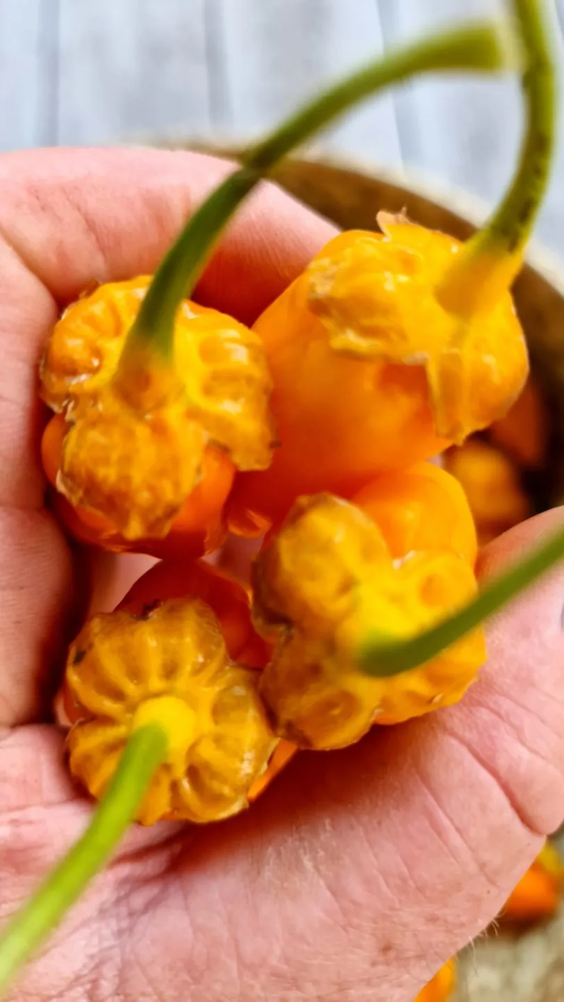BBG Naga Yellow Chilli Seeds - Image 2