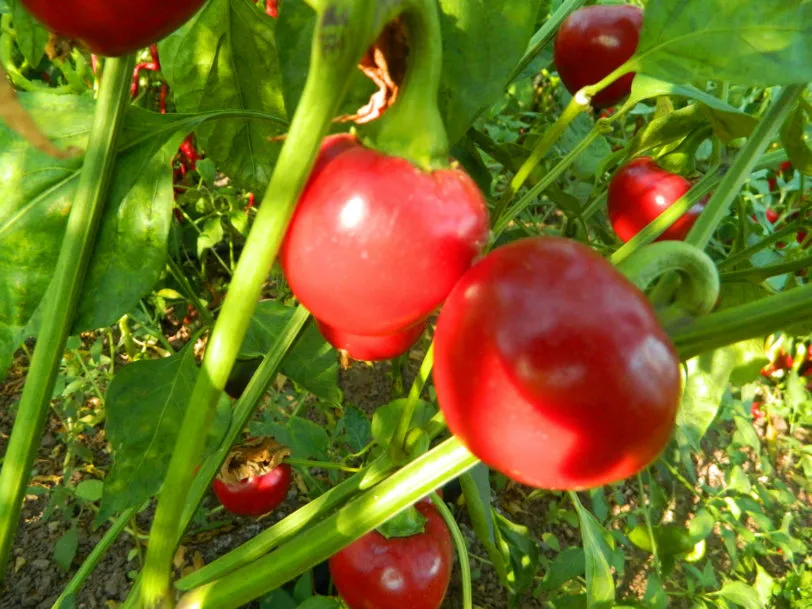 Peperoncino Calabrese Tondo Chilli Seeds - Image 3