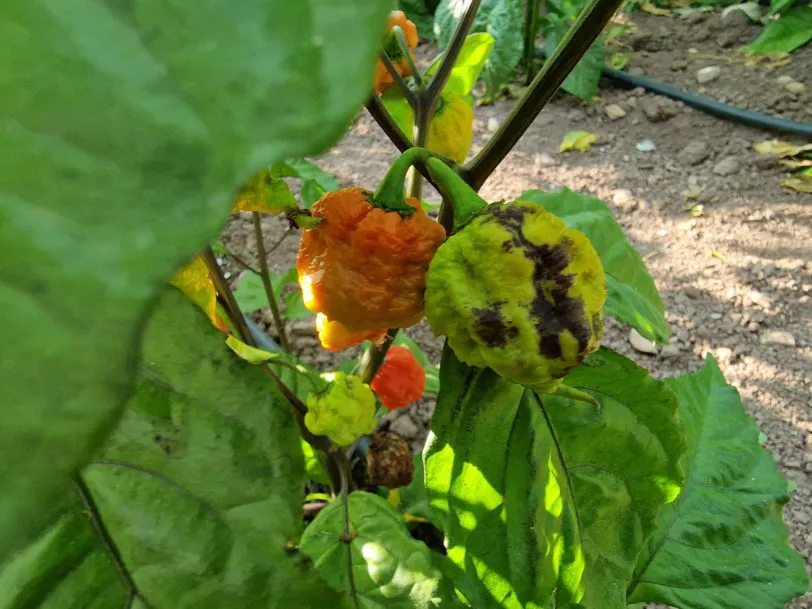 Purple Ghost Scorpion Orange Chilli Seeds - Image 5