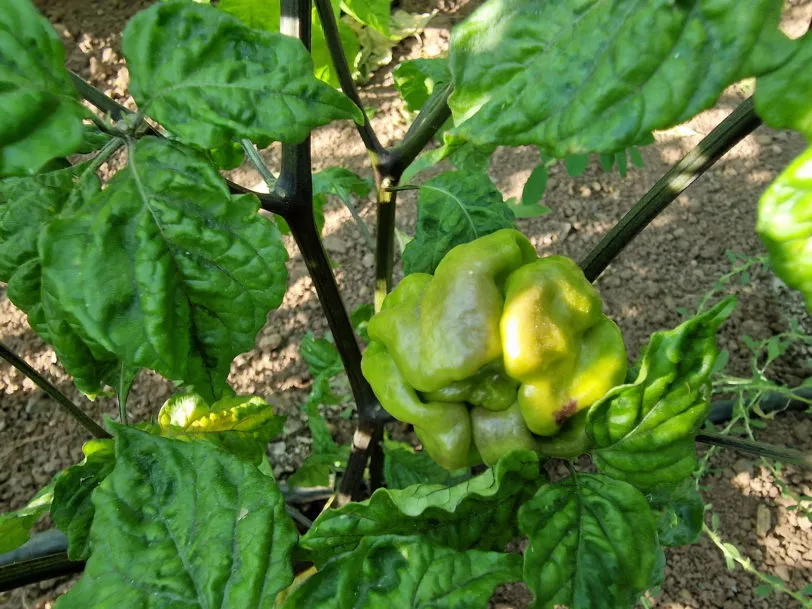 Purple Ghost Scorpion Orange Chilli Seeds - Image 4