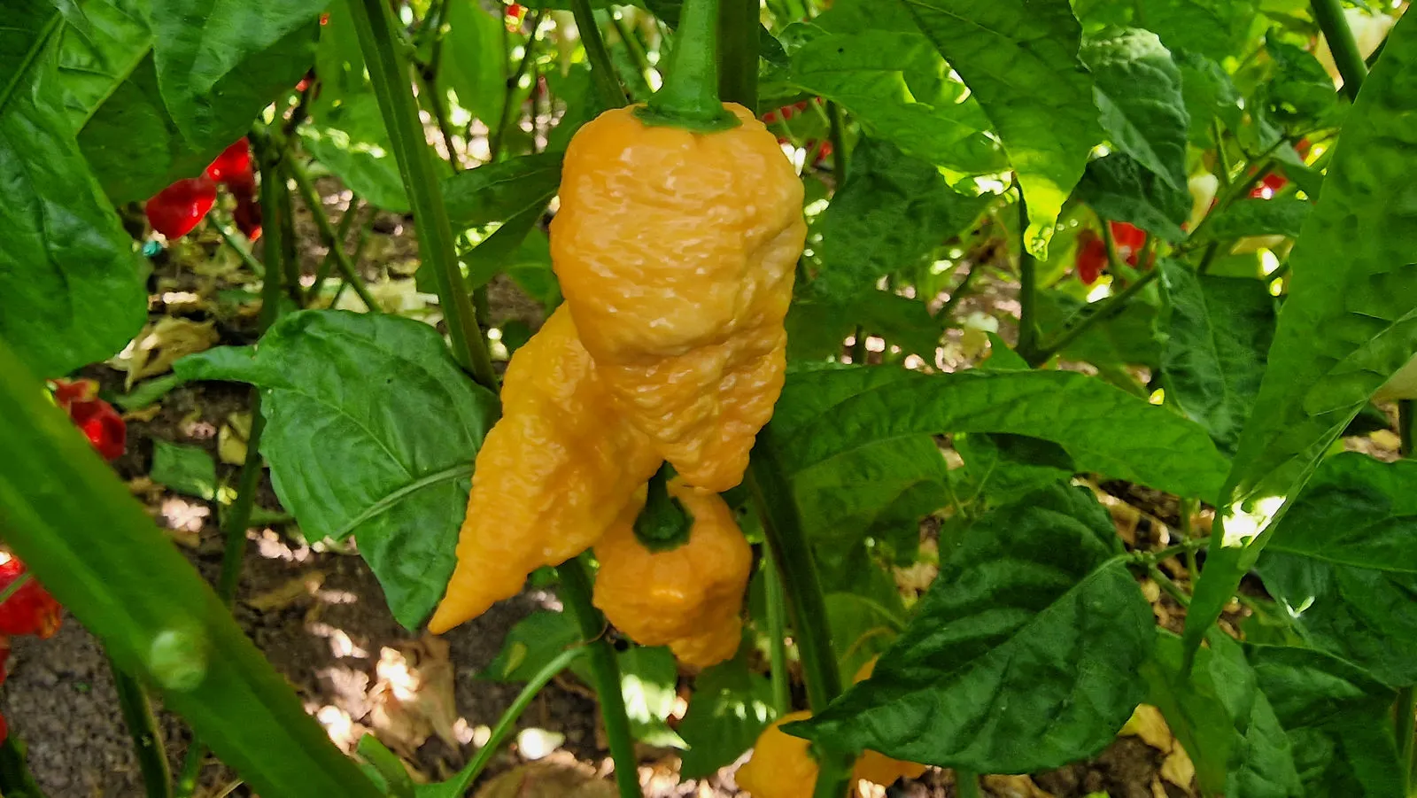 Jays Orange Ghost Scorpion Chilli Seeds - Image 2