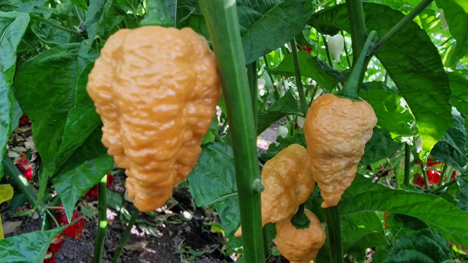 Jays Orange Ghost Scorpion Chilli Seeds - Image 3