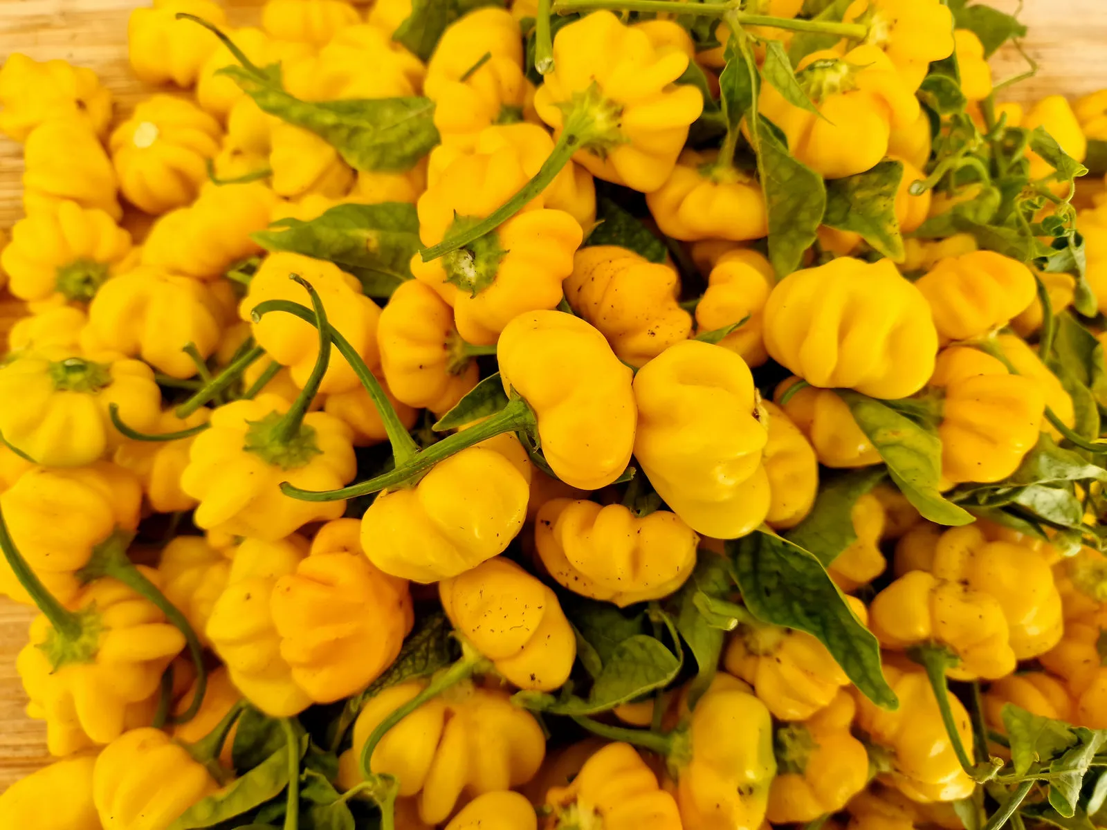 Brazilian Starfish Yellow Chilli Seeds - Image 2