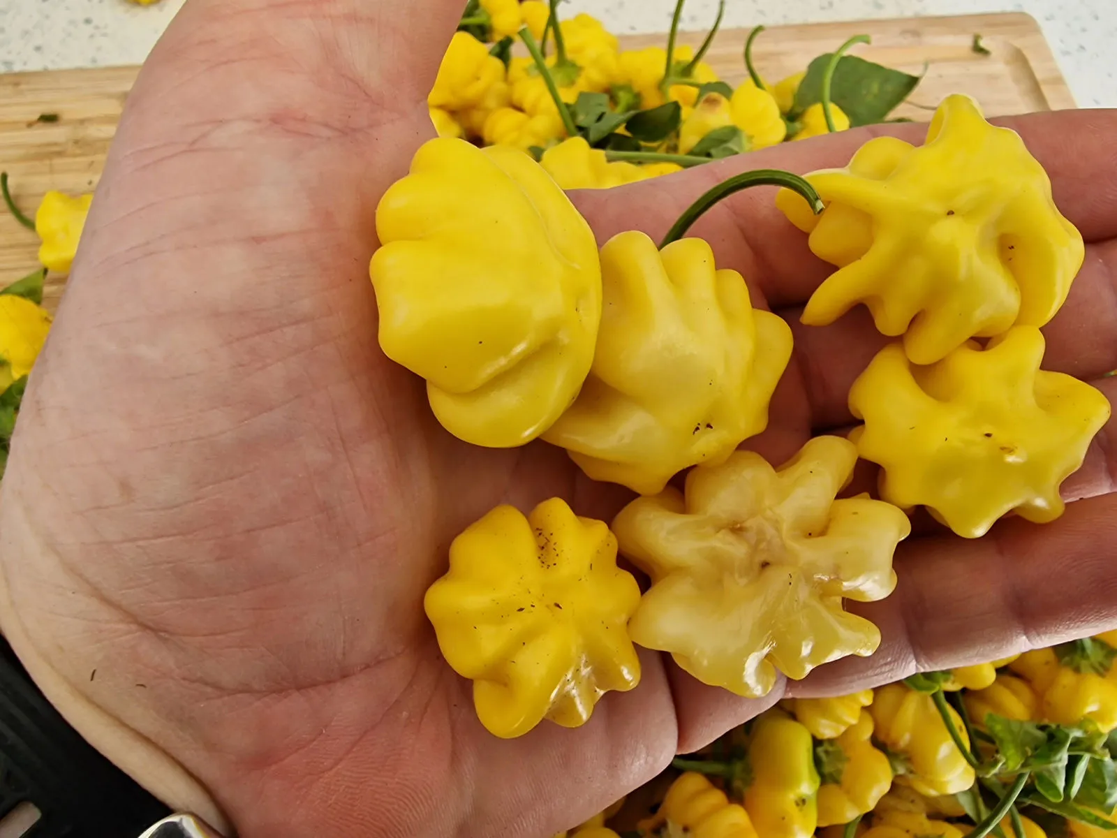 Brazilian Starfish Yellow Chilli Seeds - Image 4