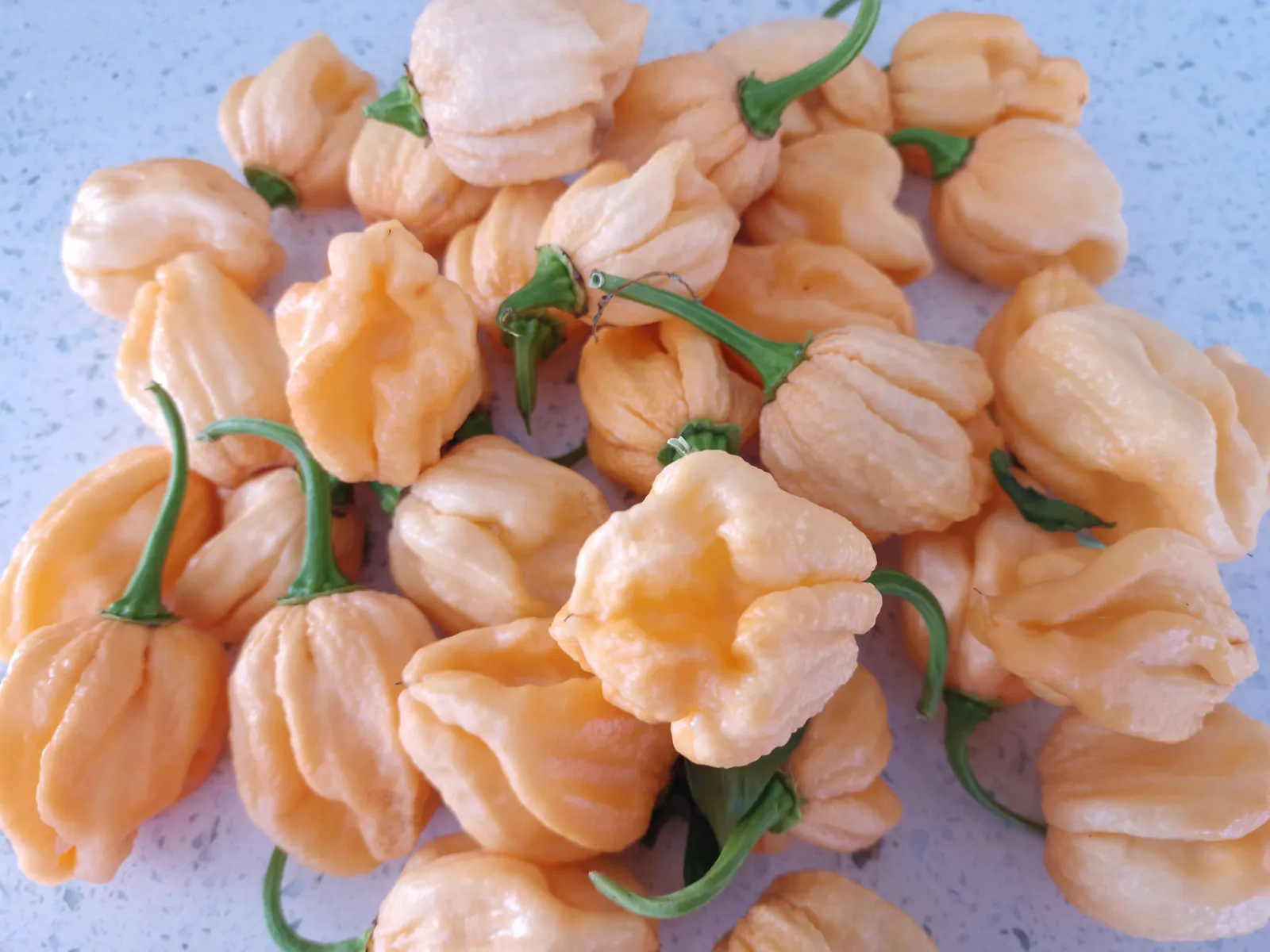 Trinidad Moruga Scorpion Peach Chilli Seeds - Image 4