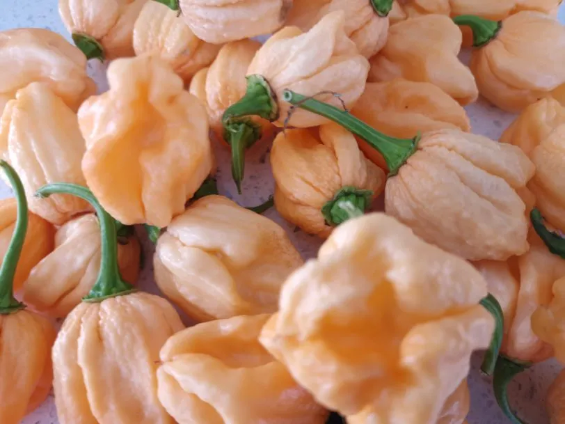 Trinidad Moruga Scorpion Peach Chilli Seeds