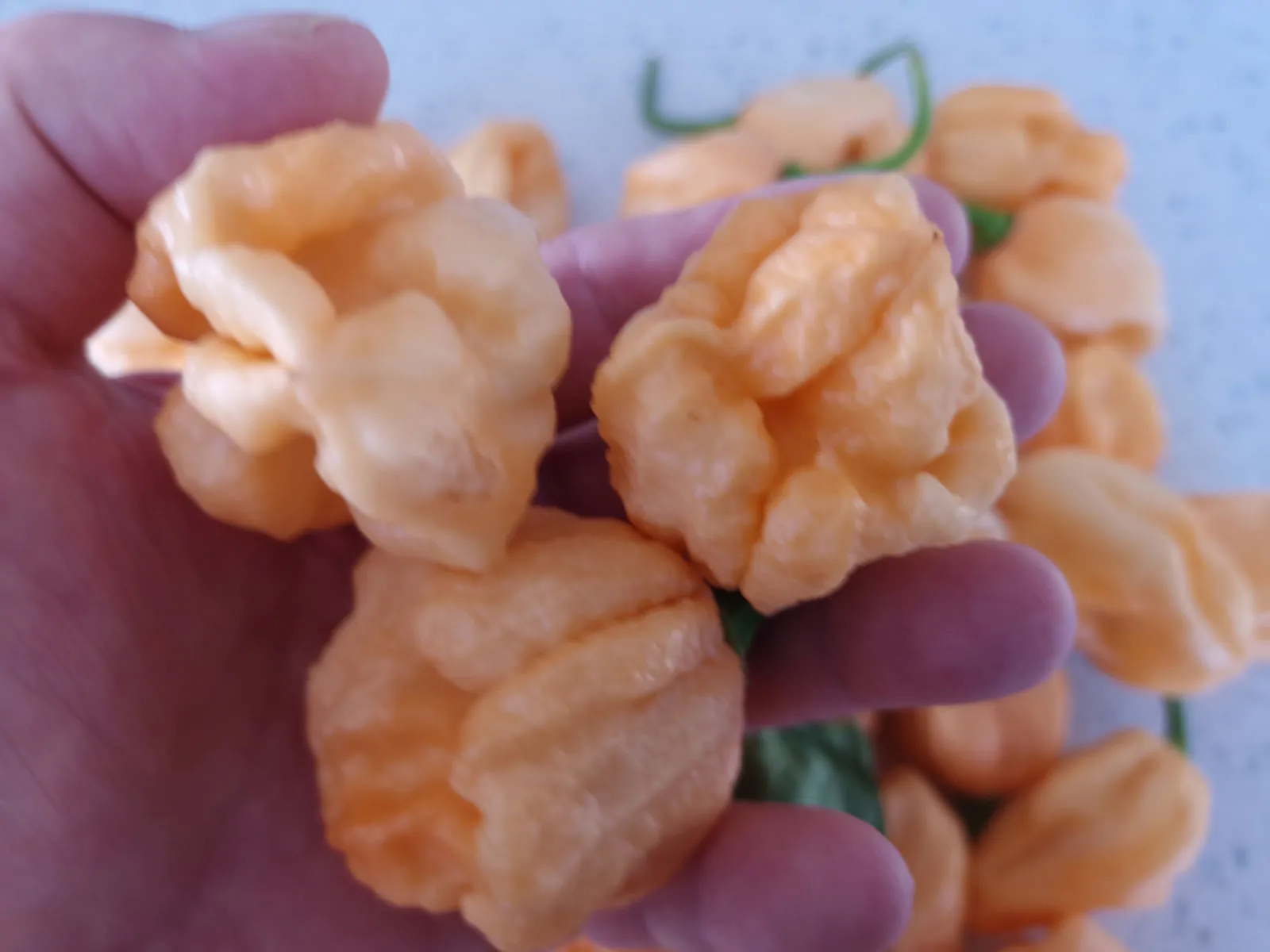 Moruga Peach Pepper Seeds