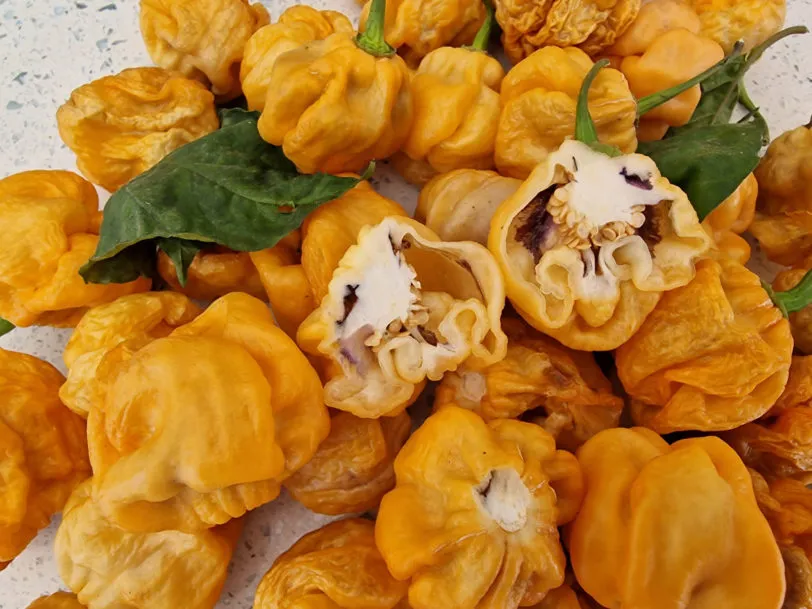 Purple Ghost Scorpion Orange Chilli Seeds - Image 3