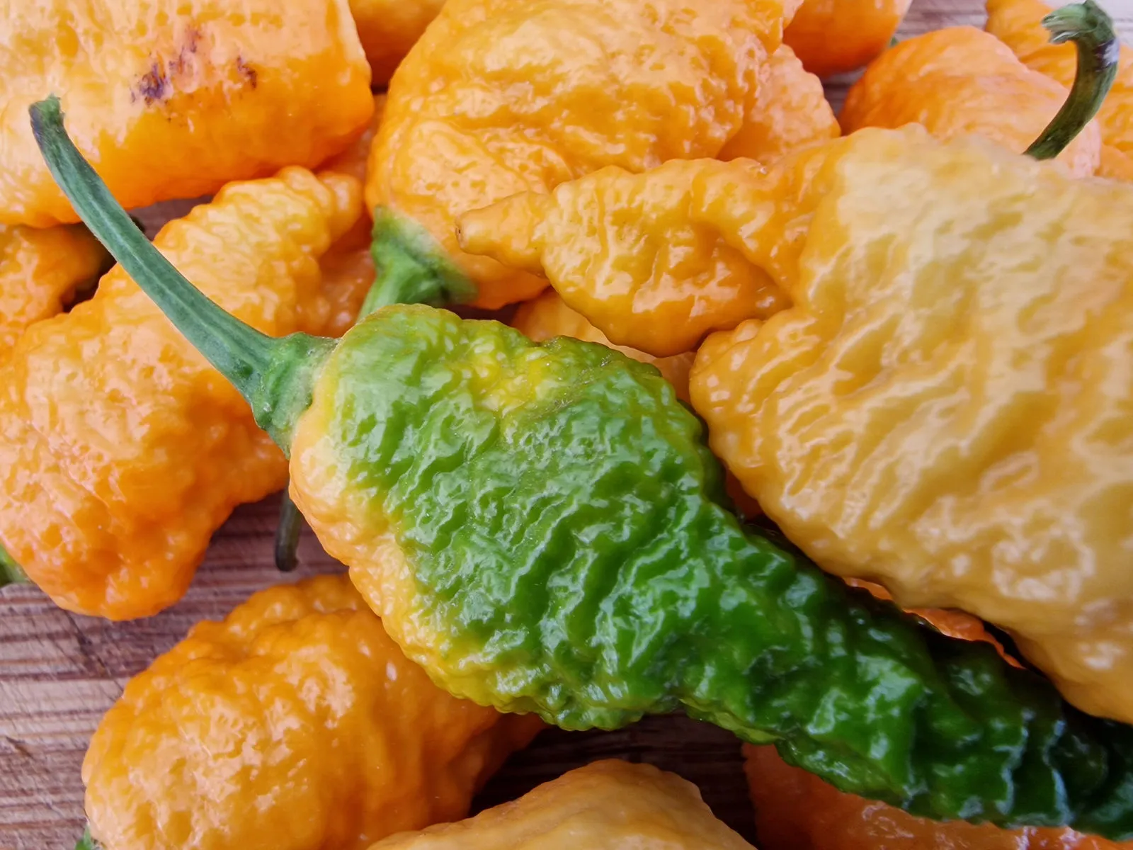 Jays Orange Ghost Scorpion Chilli Seeds - Image 5