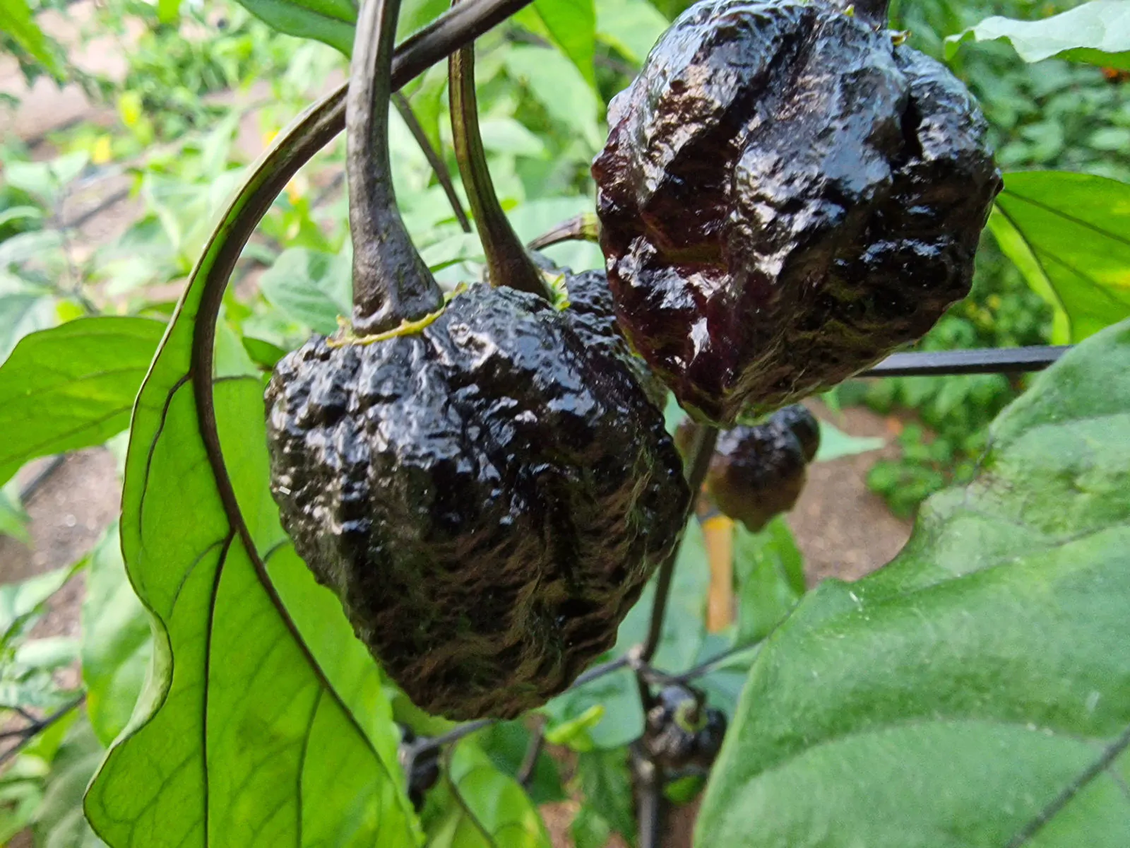 Pimenta da Dog Chilli Seeds - Image 11