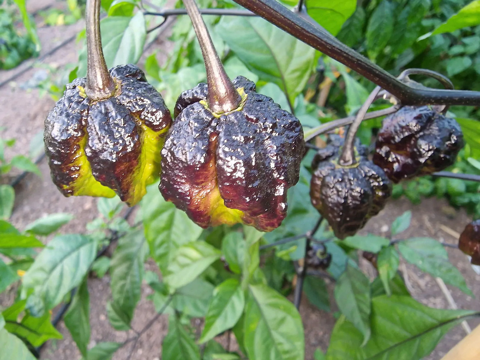 Pimenta da Dog Chilli Seeds - Image 7