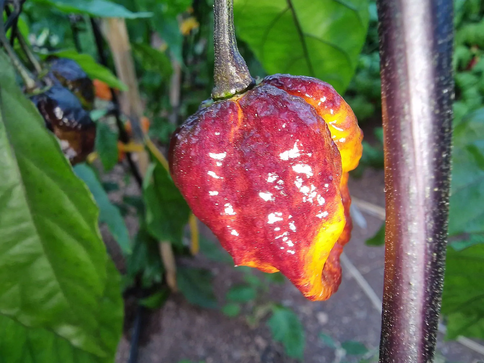 Pimenta da Dog Chilli Seeds - Image 12