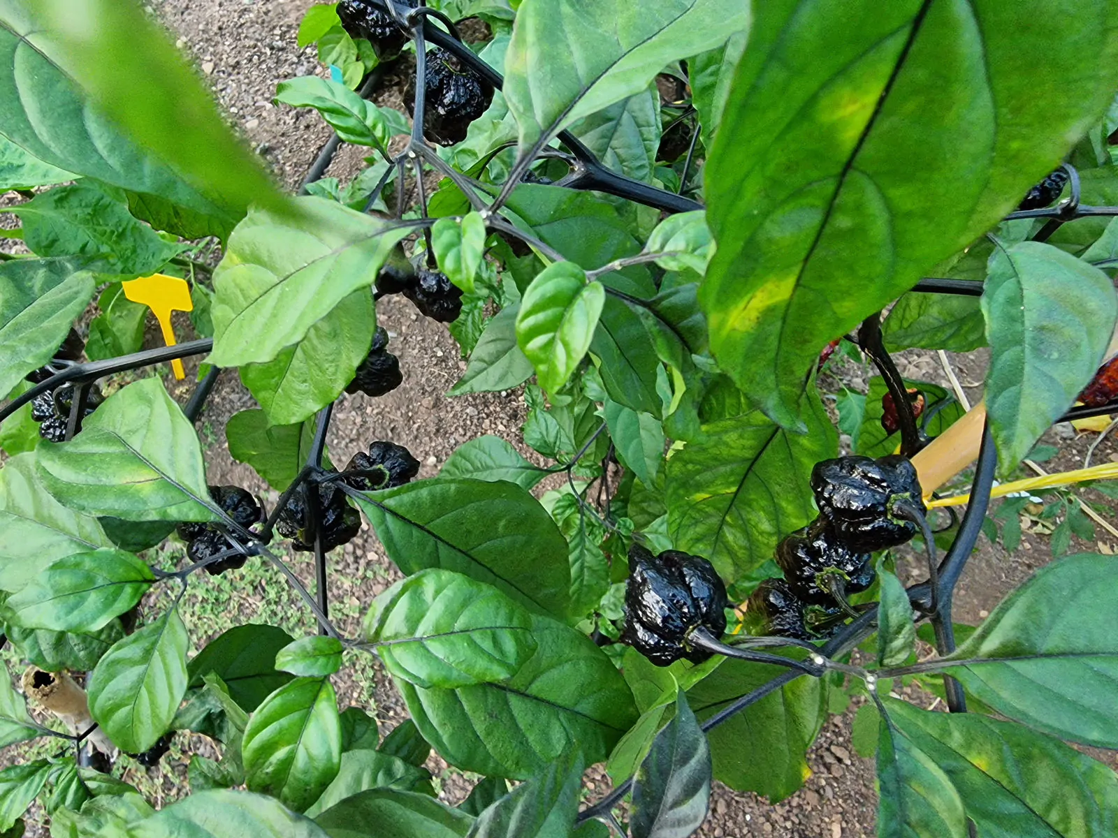 Pimenta da Dog Chilli Seeds - Image 13