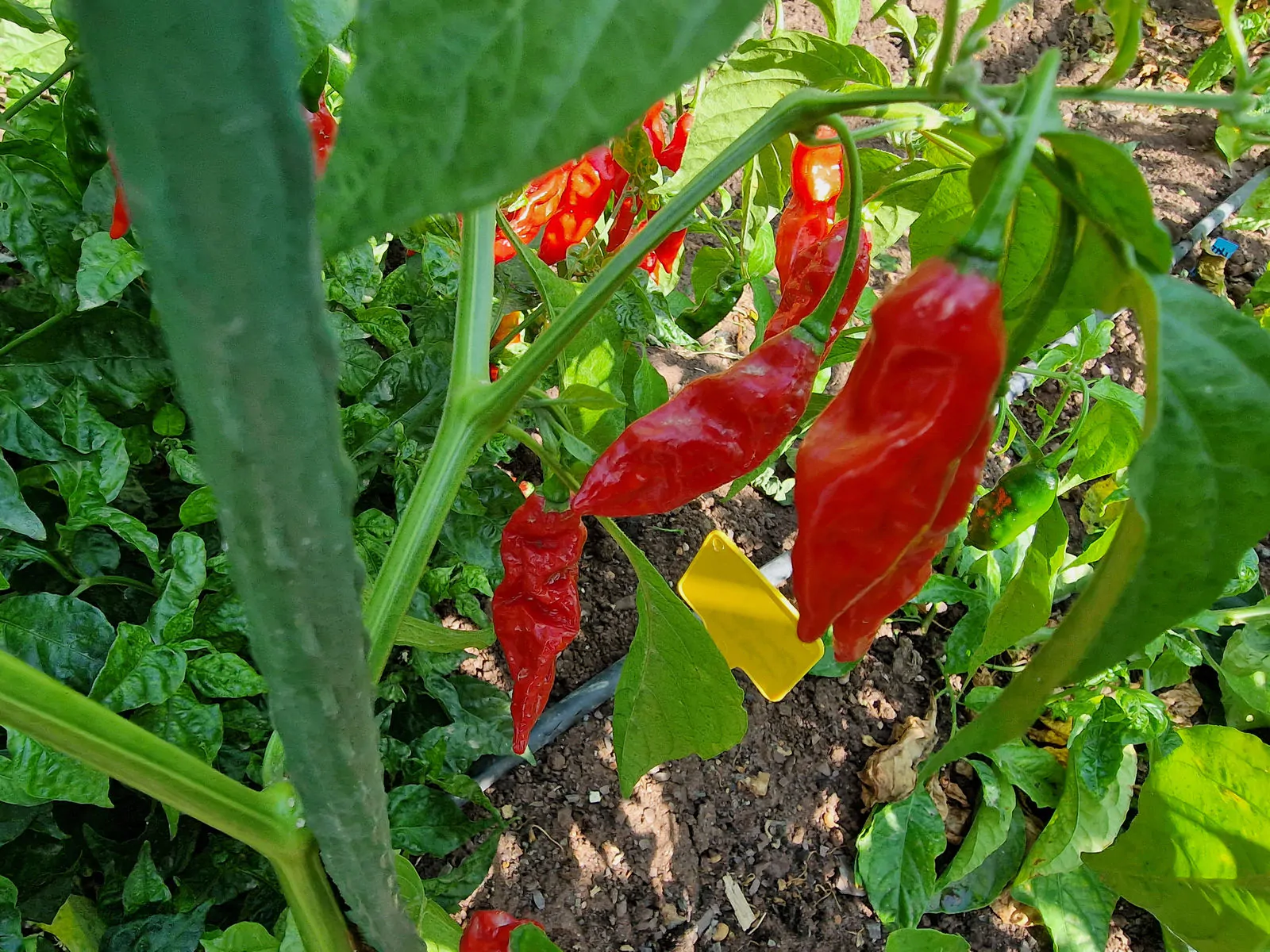 Devils Rib Chilli Seeds - Image 6