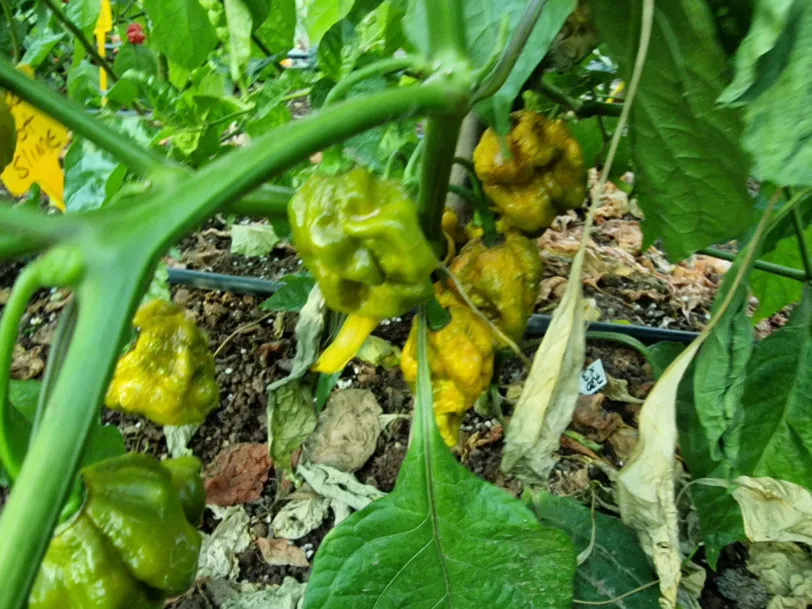 7 Pot Slimer Chilli Seeds - Image 4
