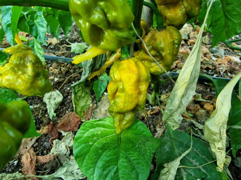 7 Pot Slimer Chilli Seeds - Image 5