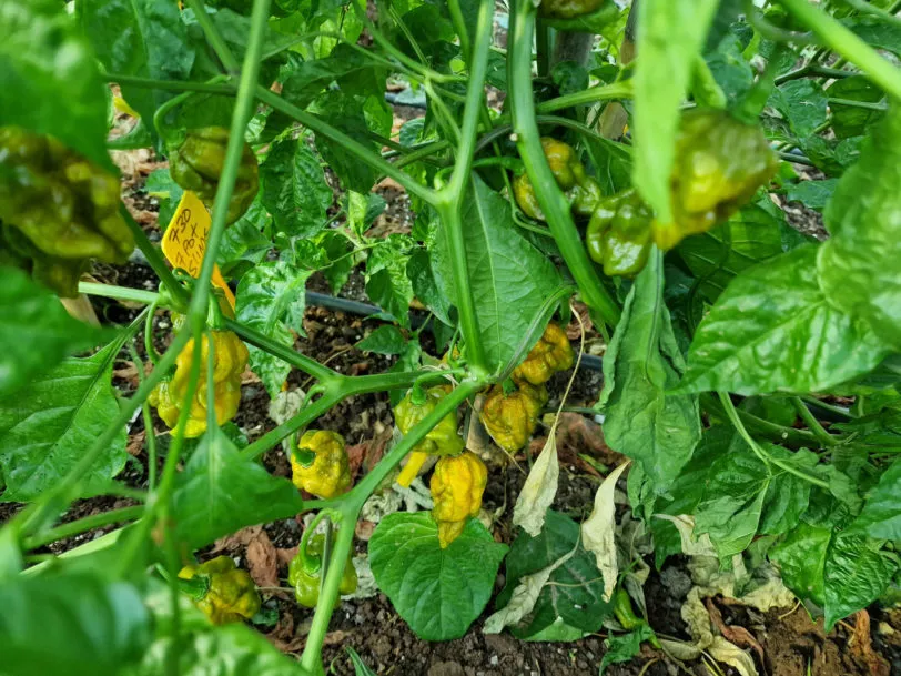 7 Pot Slimer Chilli Seeds - Image 6