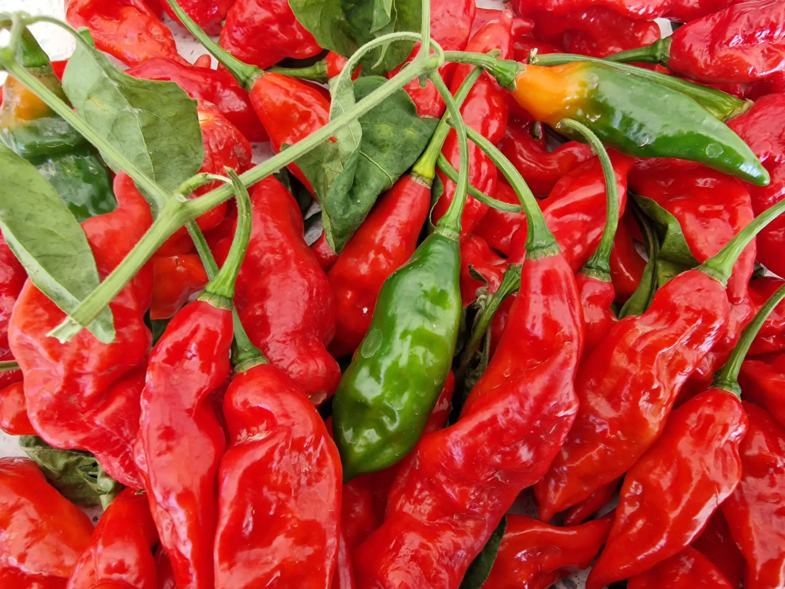 Devils Rib Chilli Seeds - Image 4