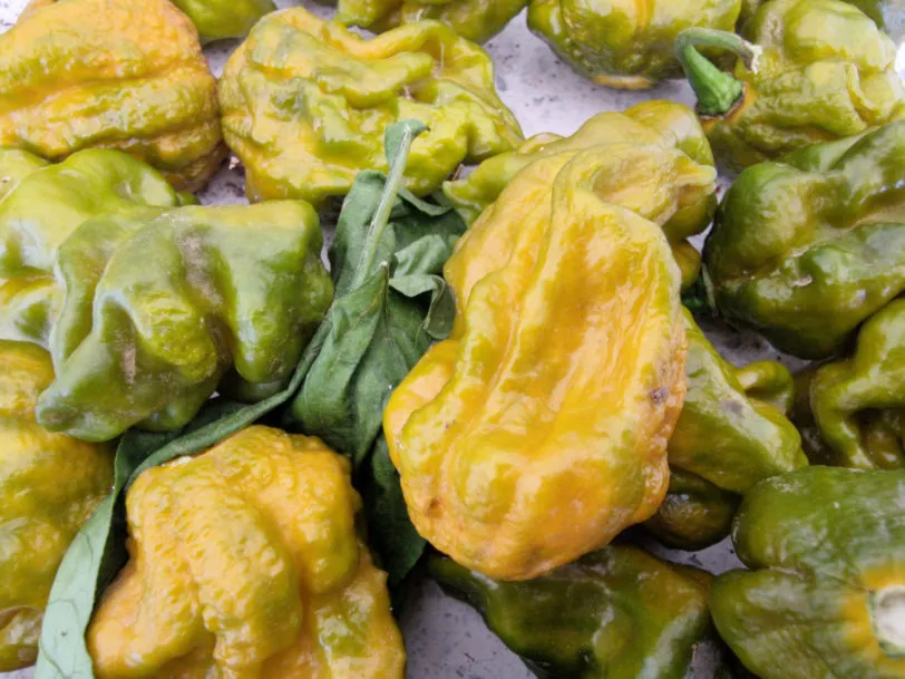 7 Pot Slimer Chilli Seeds - Image 7