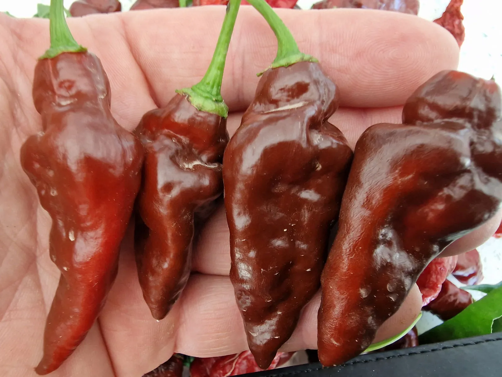 Devils Tongue Chocolate Chilli Seeds - Image 4