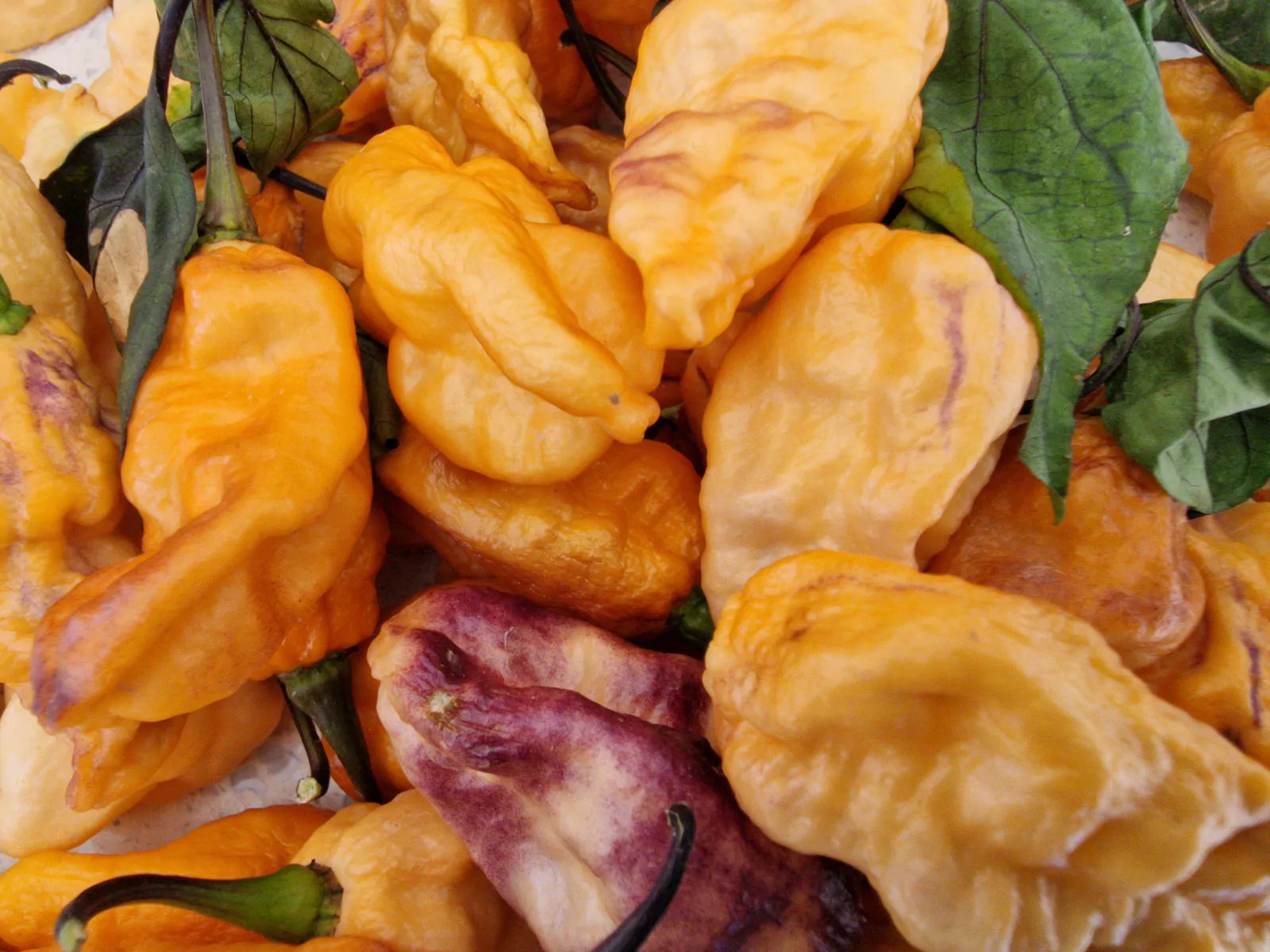 Black Phantom Orange Chilli Seeds - Image 4