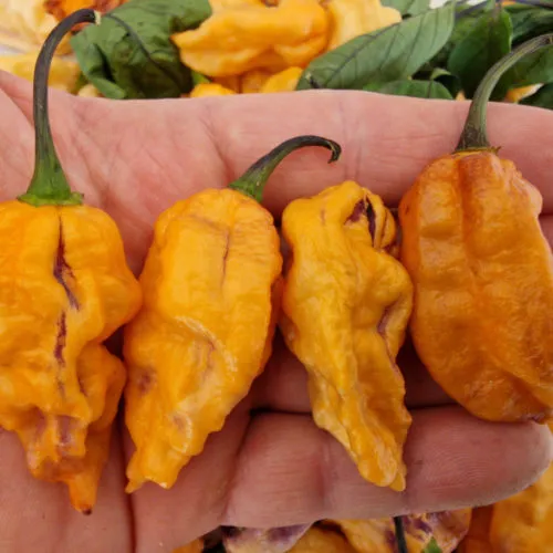 Black Phantom Orange Chilli Seeds