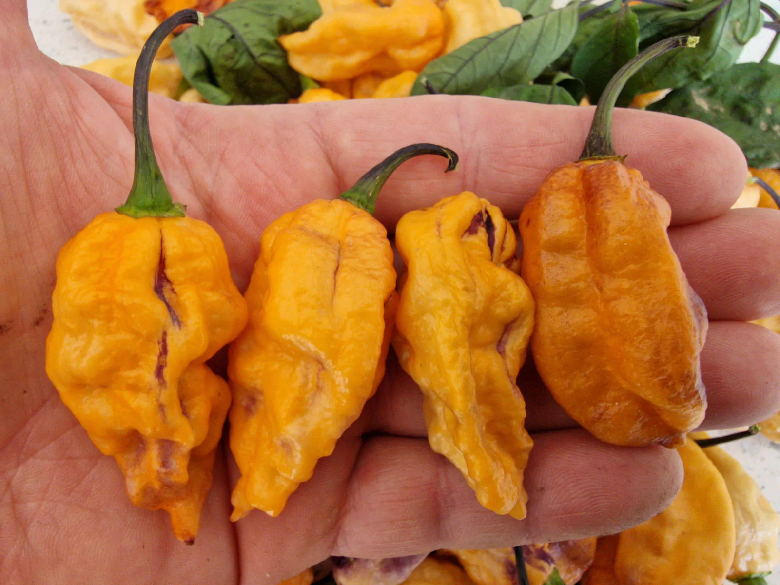 Black Phantom Orange Chilli Seeds