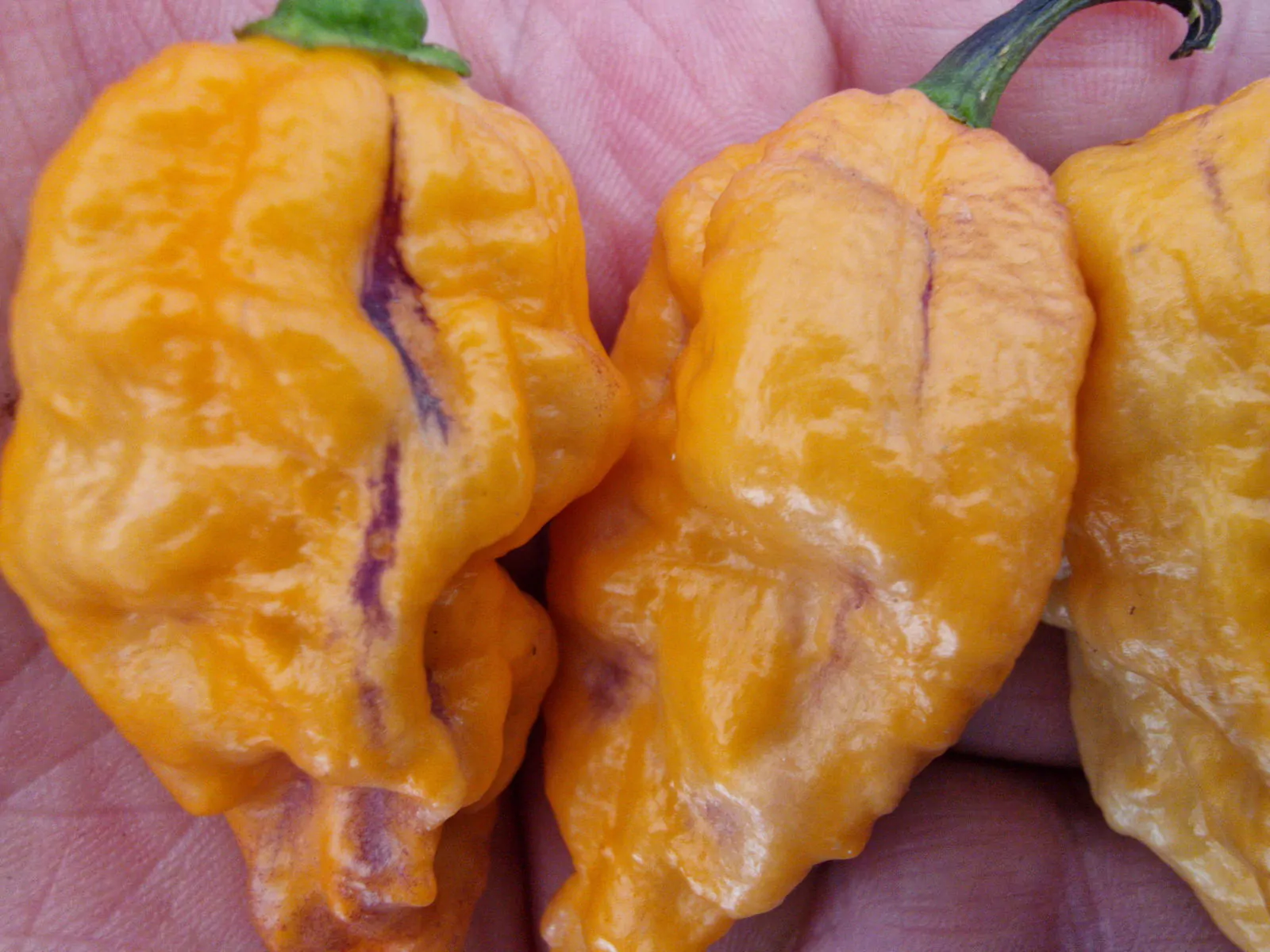 Black Phantom Orange Chilli Seeds - Image 2