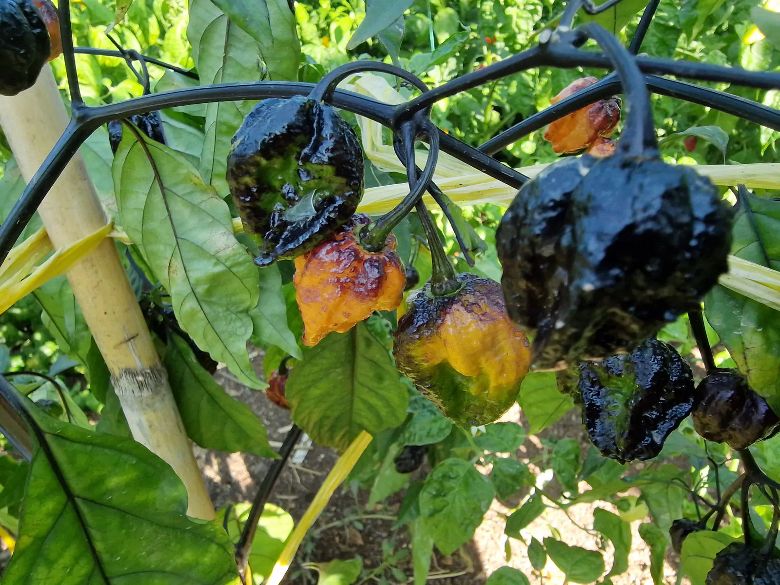 Pimenta da Dog Chilli Seeds - Image 3