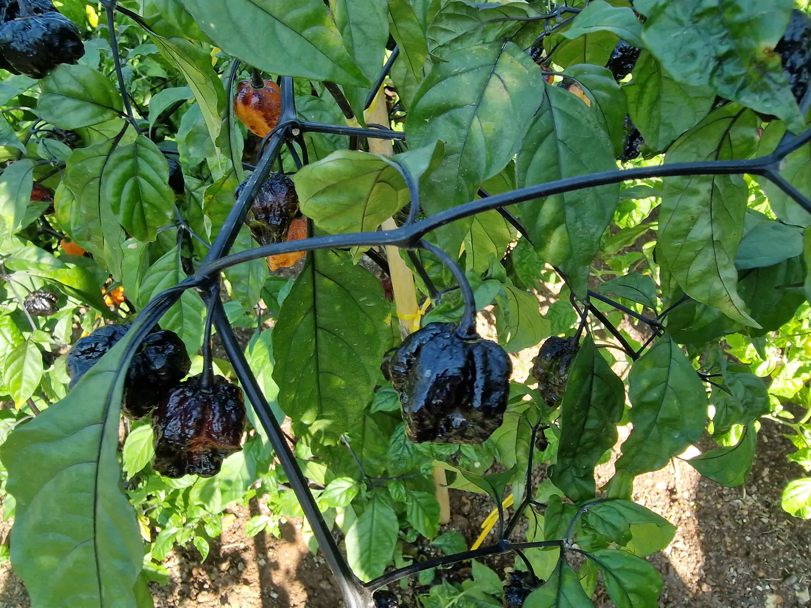 Pimenta da Dog Chilli Seeds - Image 5