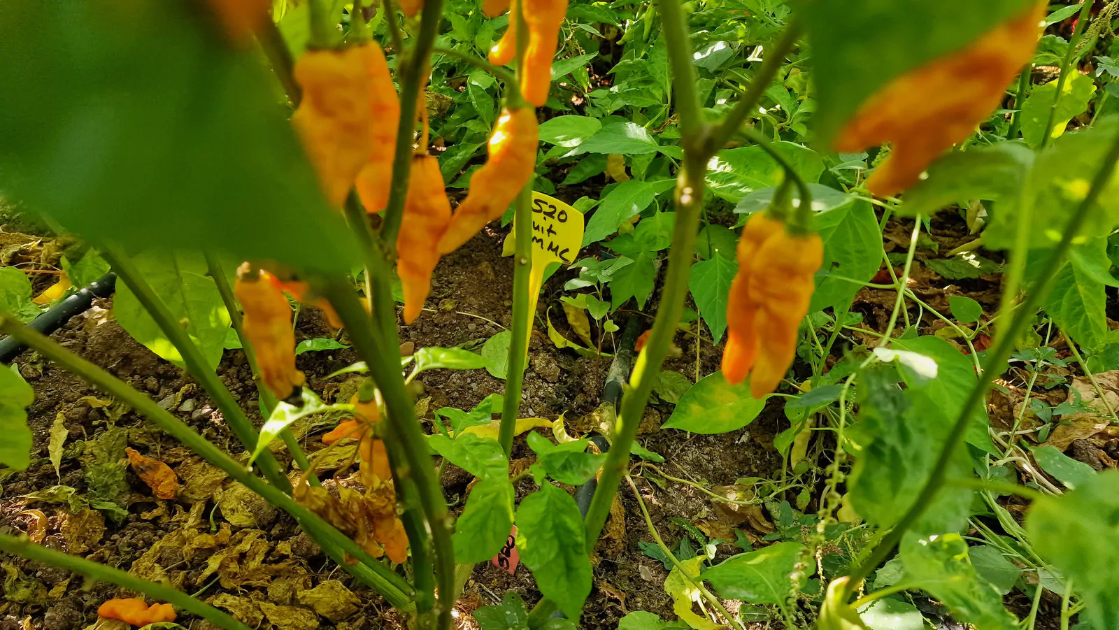 FruitGum Orange Multicoloured Chilli Seeds - Image 7