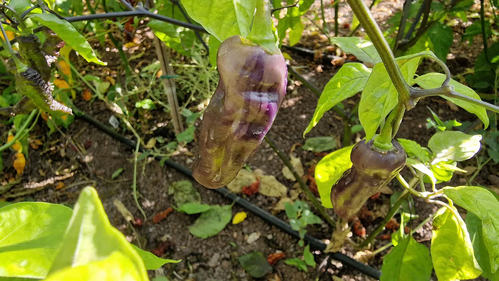 FruitGum Orange Multicoloured Chilli Seeds - Image 12