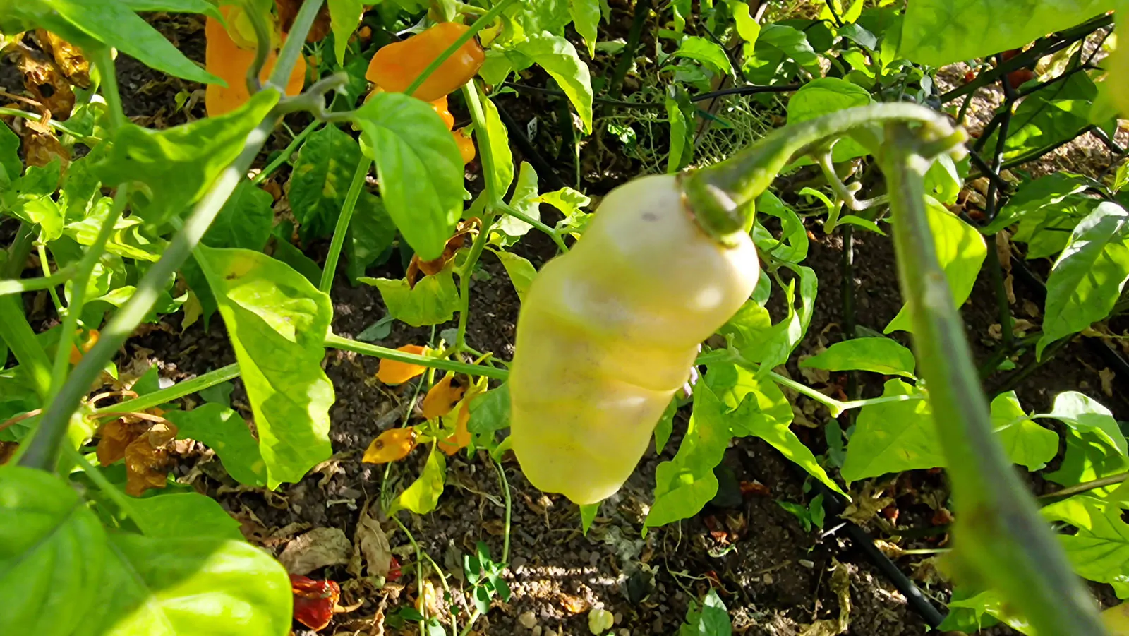 FruitGum White Multicoloured Chilli Seeds - Image 3