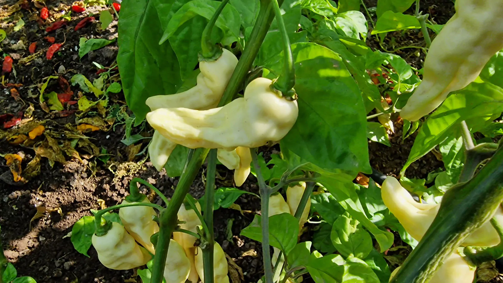 FruitGum White Multicoloured Chilli Seeds - Image 5