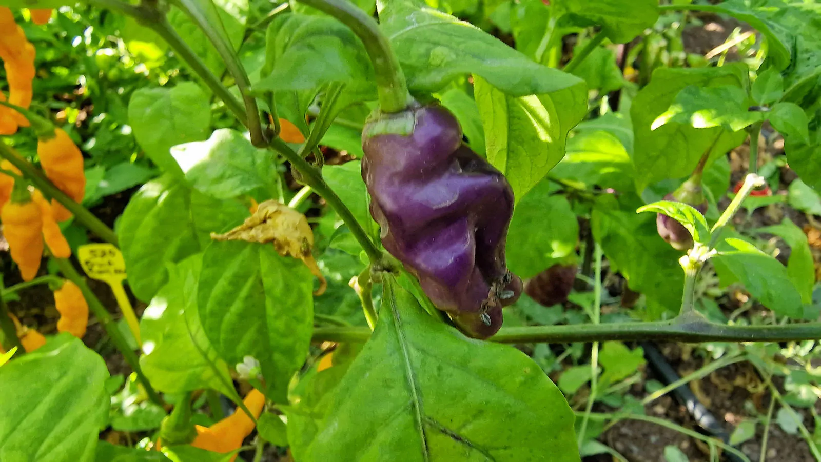 FruitGum Orange Multicoloured Chilli Seeds - Image 9