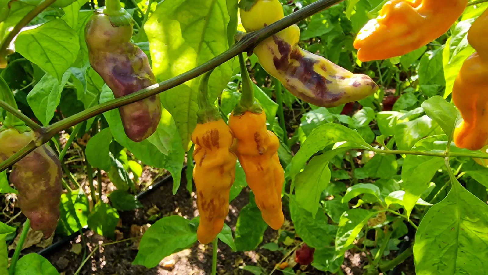 FruitGum Orange Multicoloured Chilli Seeds - Image 13