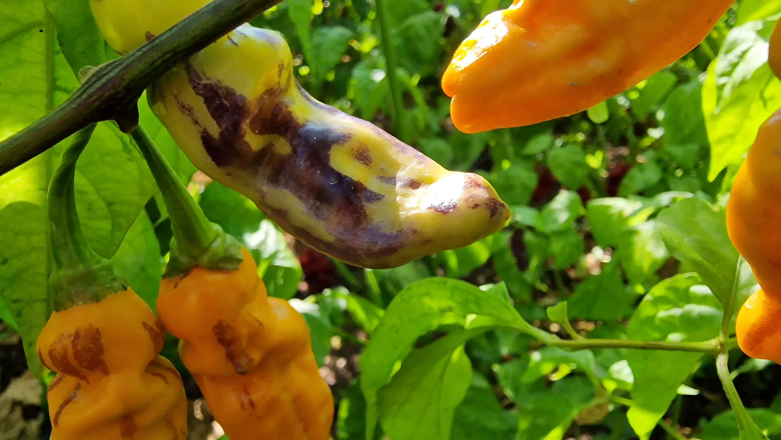 FruitGum Orange Multicoloured Chilli Seeds - Image 5