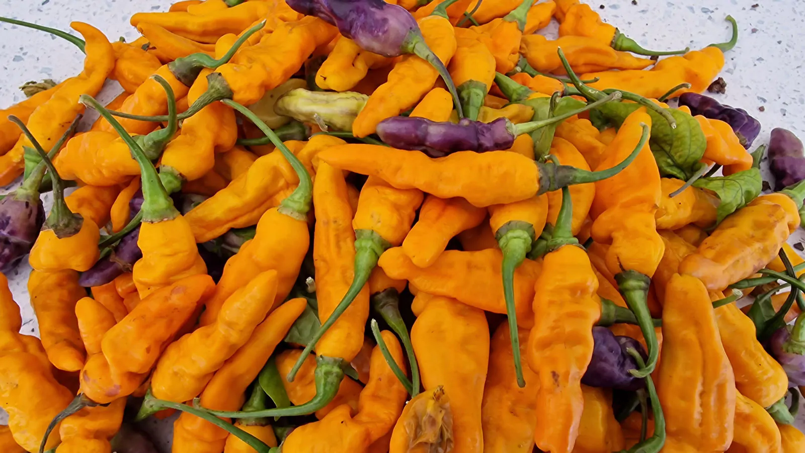 FruitGum Orange Multicoloured Chilli Seeds - Image 4