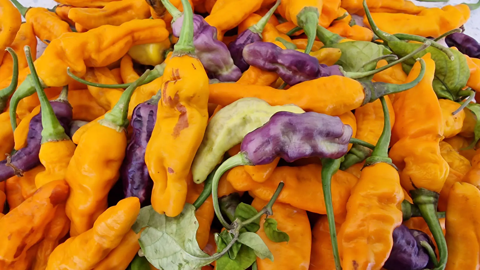 FruitGum Orange Multicoloured Chilli Seeds - Image 6