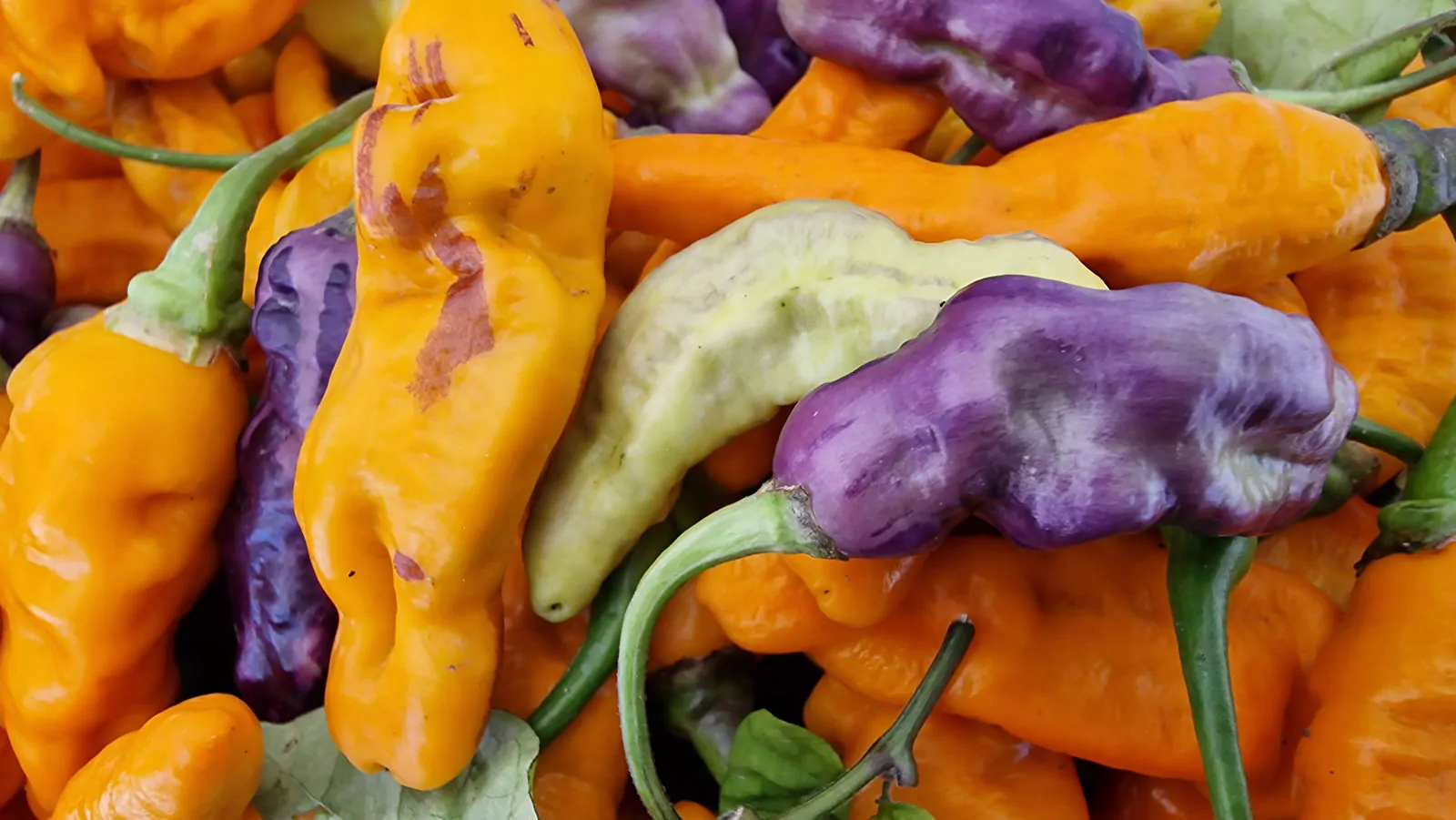 FruitGum Orange Multicoloured Chilli Seeds - Image 8