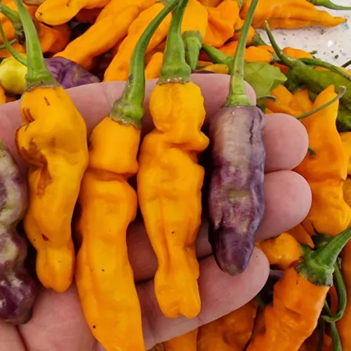 FruitGum Orange Multicoloured Chilli Seeds