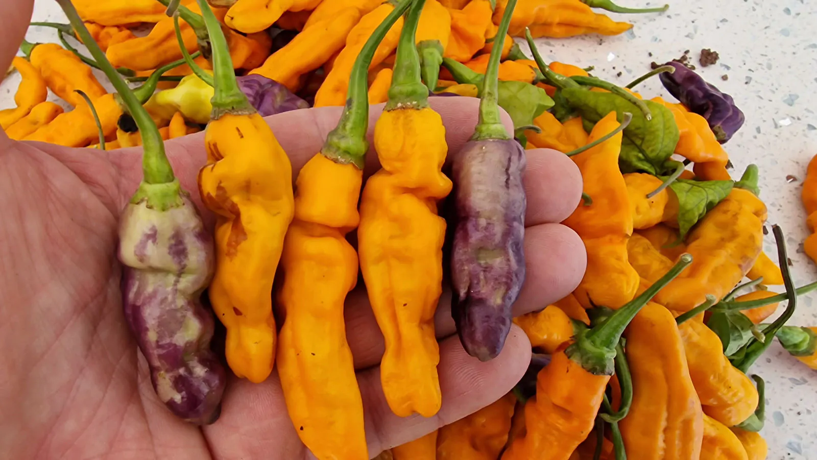 FruitGum Orange Multicoloured Chilli Seeds