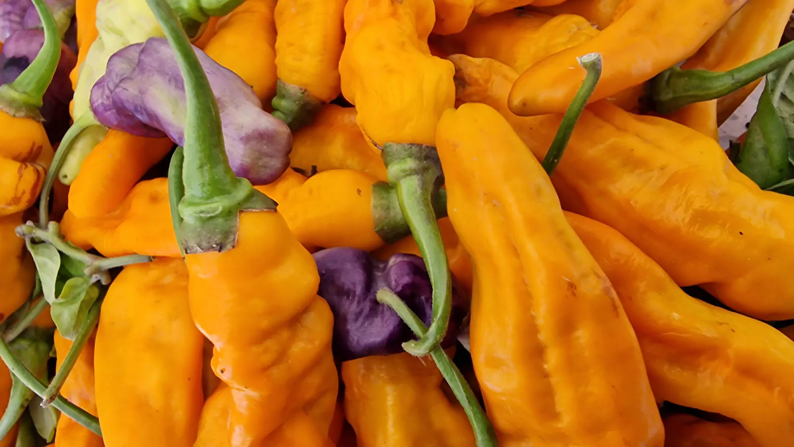 FruitGum Orange Multicoloured Chilli Seeds - Image 11