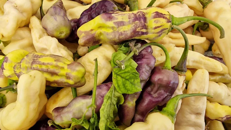 FruitGum White Multicoloured Chilli Seeds - Image 6
